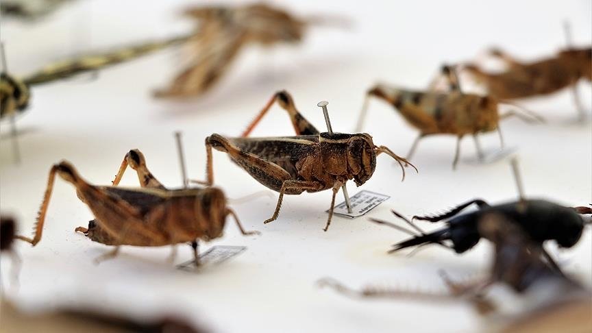 'Dünyanın esas sahibi böceklerdir' - Haberler - Teknokulis
